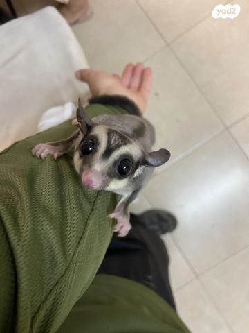 תמונת מודעה - חיות מחמד