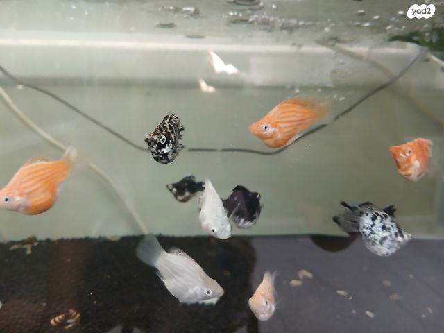 תמונת מודעה - חיות מחמד