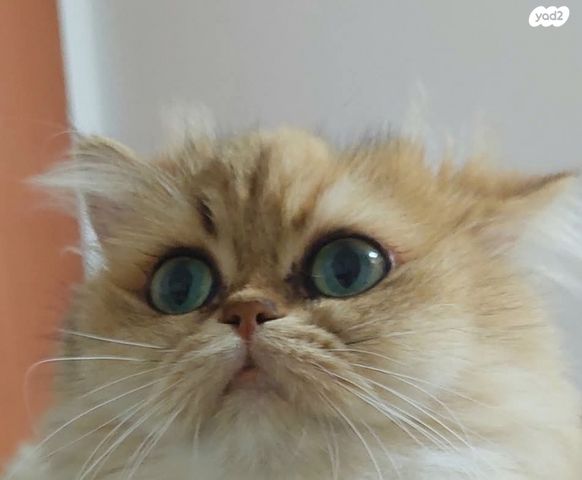 תמונת מודעה - חיות מחמד