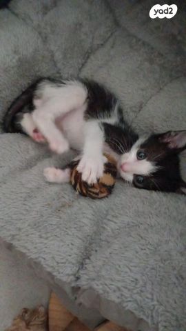 תמונת מודעה - חיות מחמד