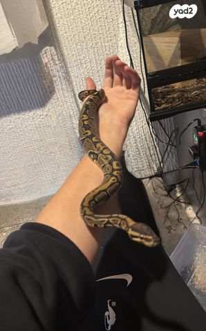 תמונת מודעה - חיות מחמד