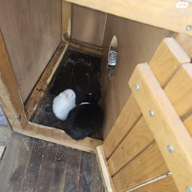 תמונת מודעה - חיות מחמד