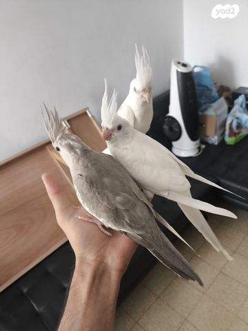 תמונת מודעה - חיות מחמד