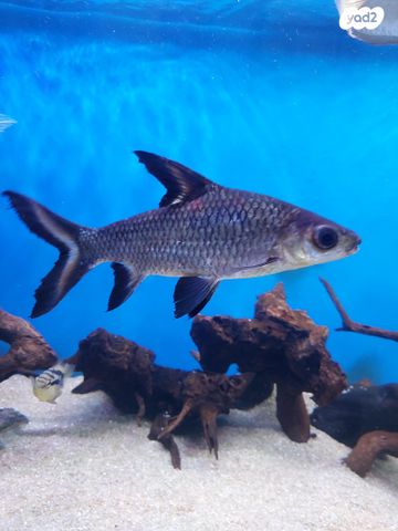 תמונת מודעה - חיות מחמד