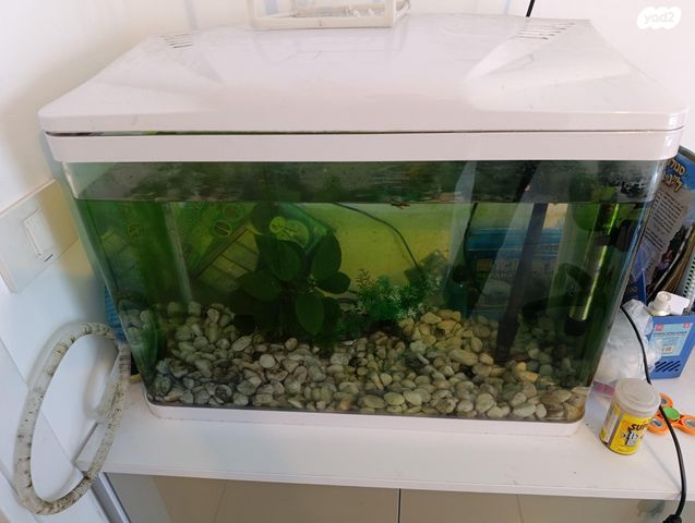 תמונת מודעה - חיות מחמד