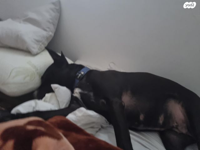 תמונת מודעה - חיות מחמד