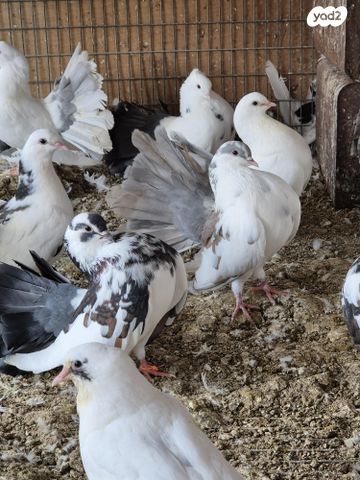 תמונת מודעה - חיות מחמד