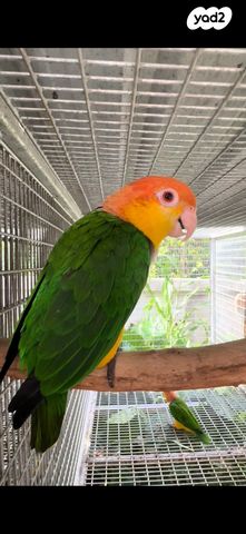 תמונת מודעה - חיות מחמד