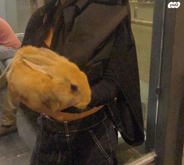 תמונת מודעה - חיות מחמד