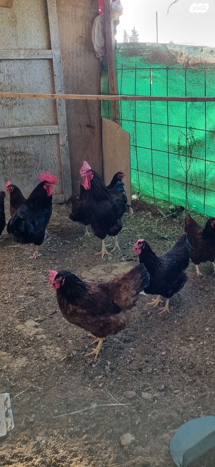 תמונת מודעה - חיות מחמד