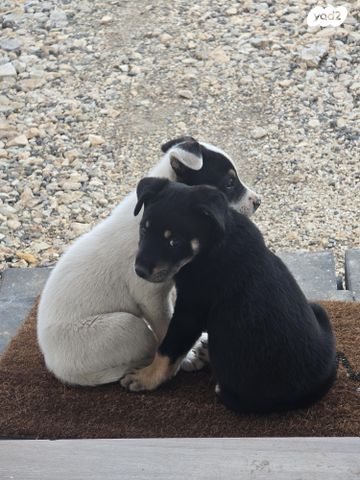 תמונת מודעה - חיות מחמד