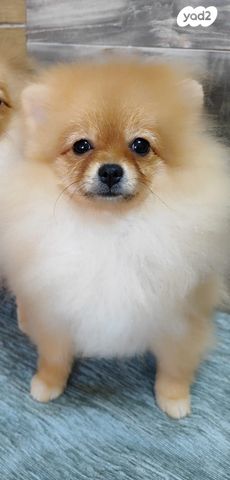 תמונת מודעה - חיות מחמד