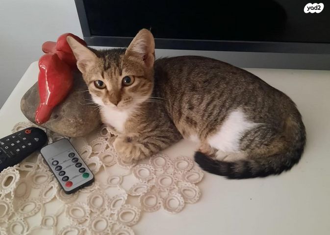 תמונת מודעה - חיות מחמד