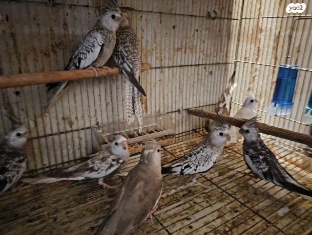 תמונת מודעה - חיות מחמד