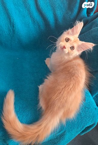 תמונת מודעה - חיות מחמד