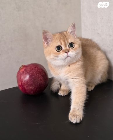 תמונת מודעה - חיות מחמד