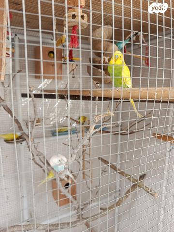 תמונת מודעה - חיות מחמד