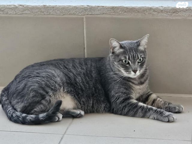 תמונת מודעה - חיות מחמד