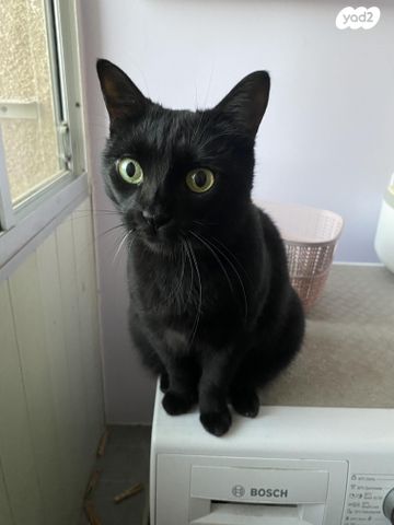 תמונת מודעה - חיות מחמד