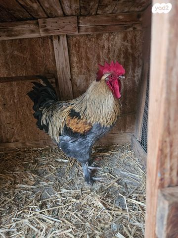 תמונת מודעה - חיות מחמד