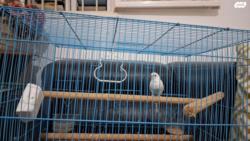 תמונת מודעה - חיות מחמד