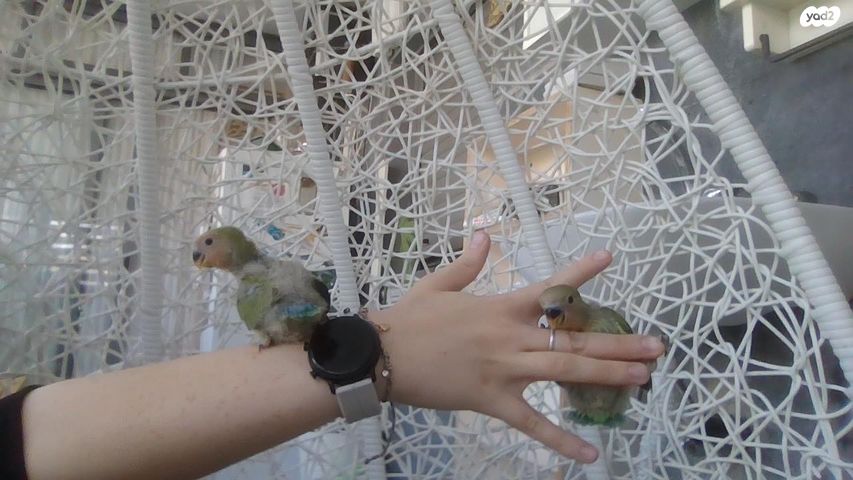 תמונת מודעה - חיות מחמד