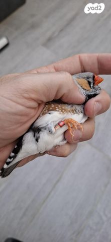 תמונת מודעה - חיות מחמד