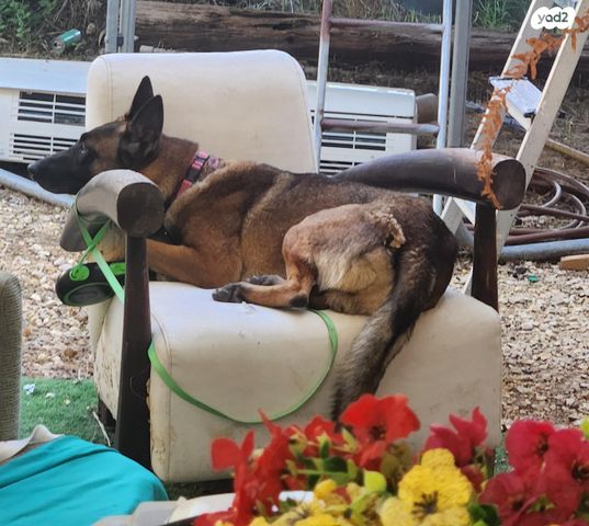 תמונת מודעה - חיות מחמד