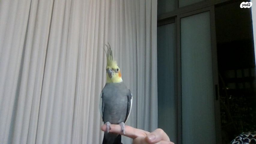 תמונת מודעה - חיות מחמד