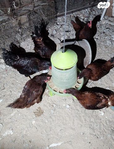 תמונת מודעה - חיות מחמד