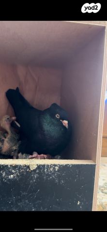 תמונת מודעה - חיות מחמד