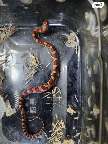 זוחל כרכן תירס