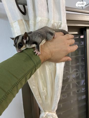 מכרסם סנאי מעופף \ שוגר