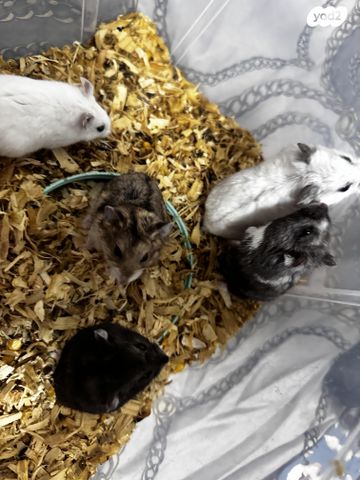 תמונת מודעה - חיות מחמד