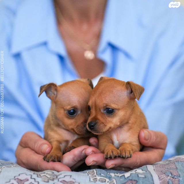 כלב טוי רוסי