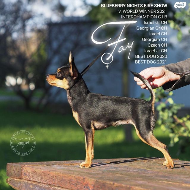 כלב טוי רוסי