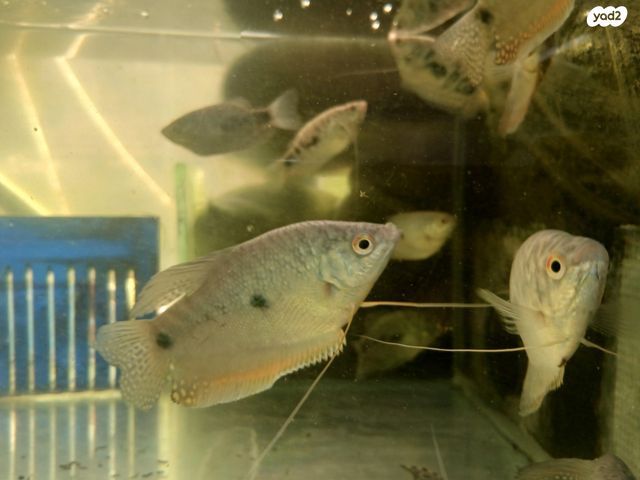 דג דגים טרופיים