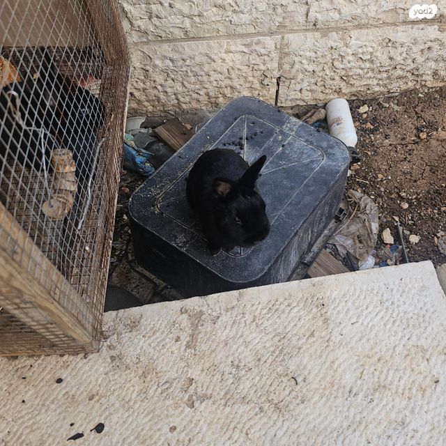 מכרסם ארנב ננסי