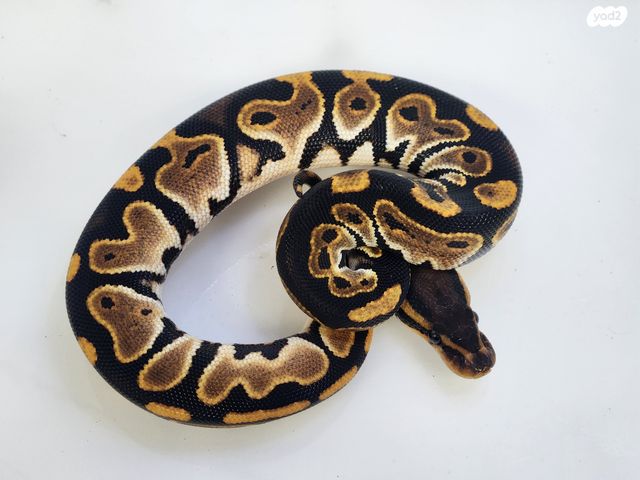 זוחל פיתון מתכדר