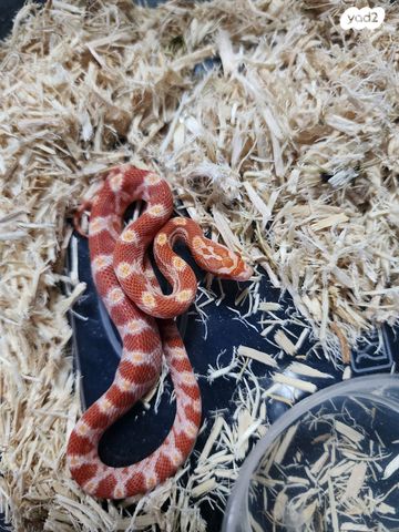 זוחל כרכן תירס