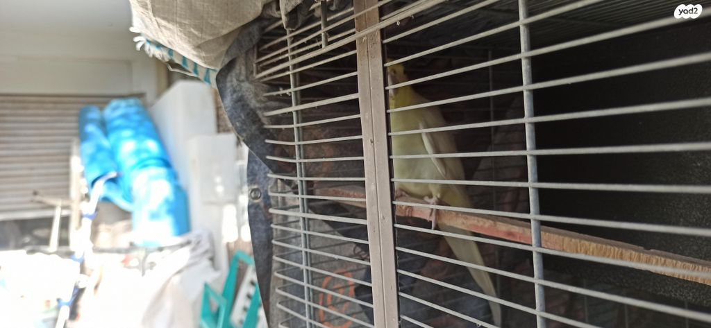 תוכי קוקוטייל