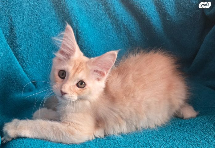 חתול מיין קון