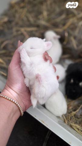 מכרסם ארנב ננסי