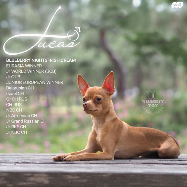 כלב טוי רוסי