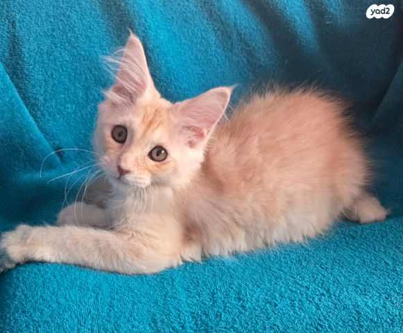 חתול מיין קון