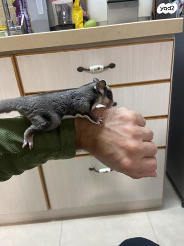 מכרסם סנאי מעופף \ שוגר