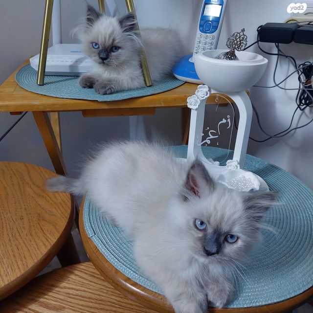 חתול הימלאיה