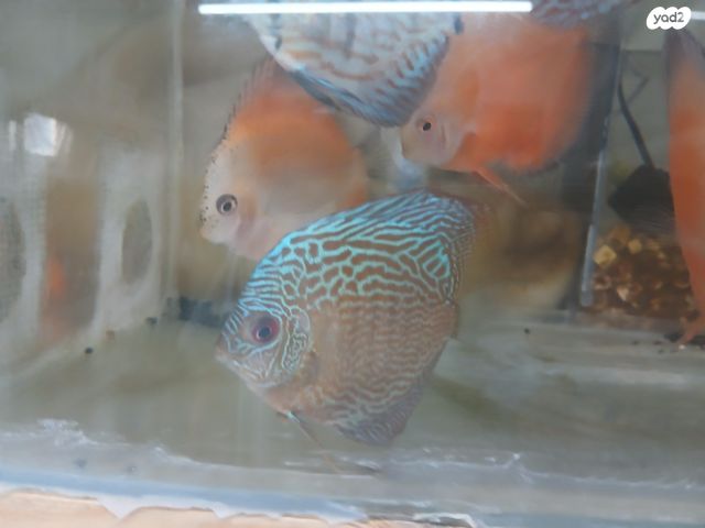דג דגים טרופיים