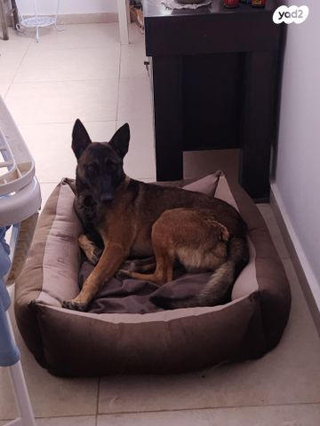 כלב רועה בלגי