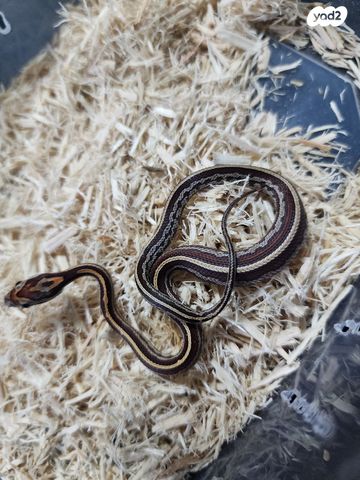 זוחל כרכן תירס